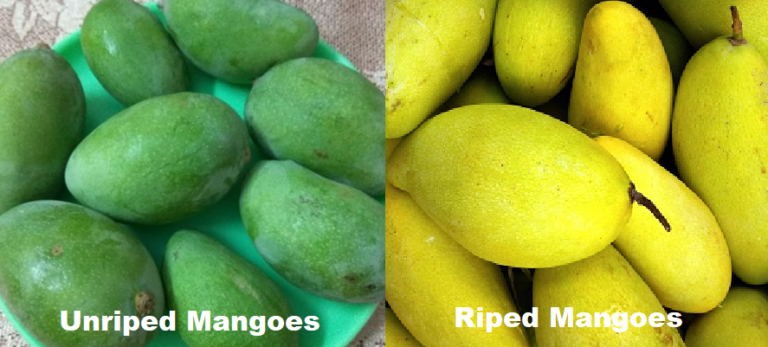 national-fruit-of-india-mango-ritiriwaz