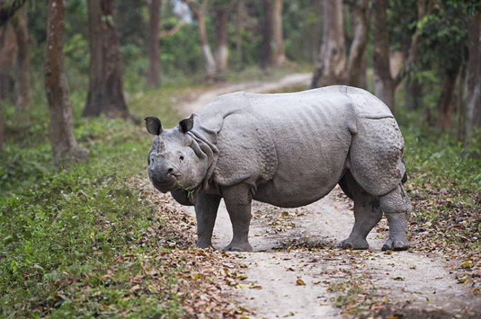 Indian one horned rhino