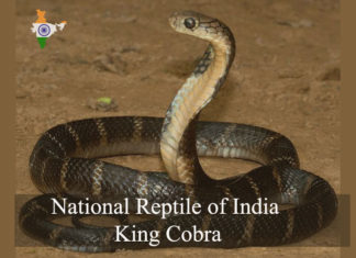 National Reptile of India | King Cobra | RitiRiwaz