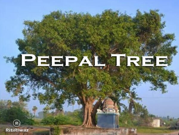 essay on peepal tree in english